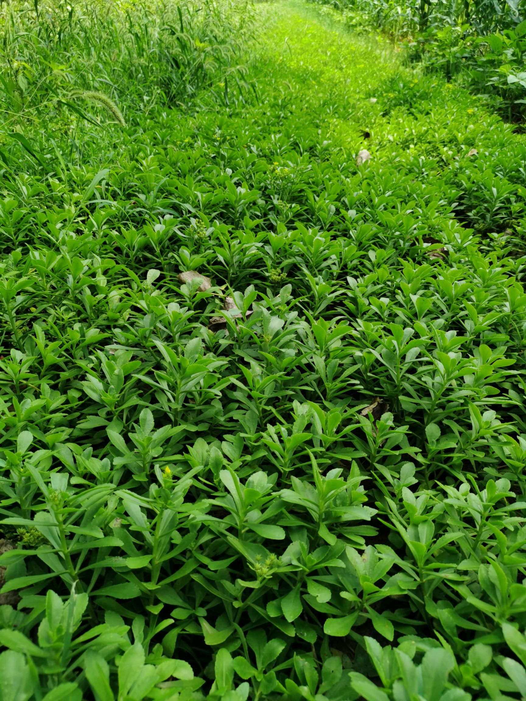 救心菜种子 救心菜种苗 养心菜苗 高钙菜种苗 种植两月即可收益