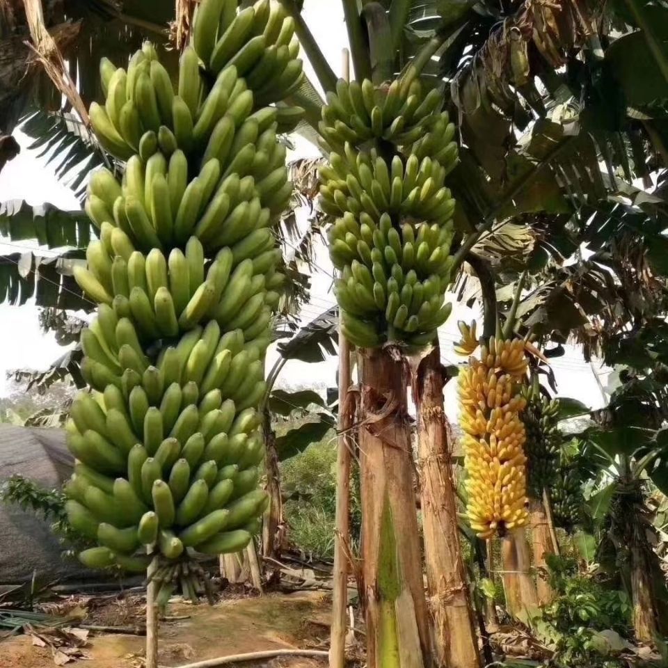 中蕉9号香蕉苗 香蕉苗,桂蕉一号,小米蕉抗病强,产量高.