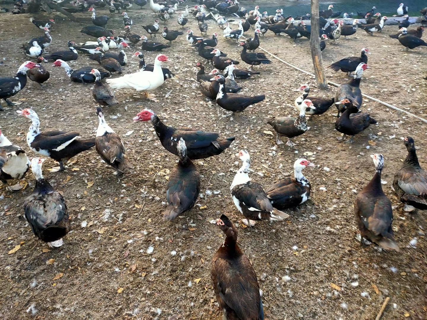 [番鸭批发]老鸭,正番鸭手工现杀,周边活体可带送价格28元/斤 - 惠农网