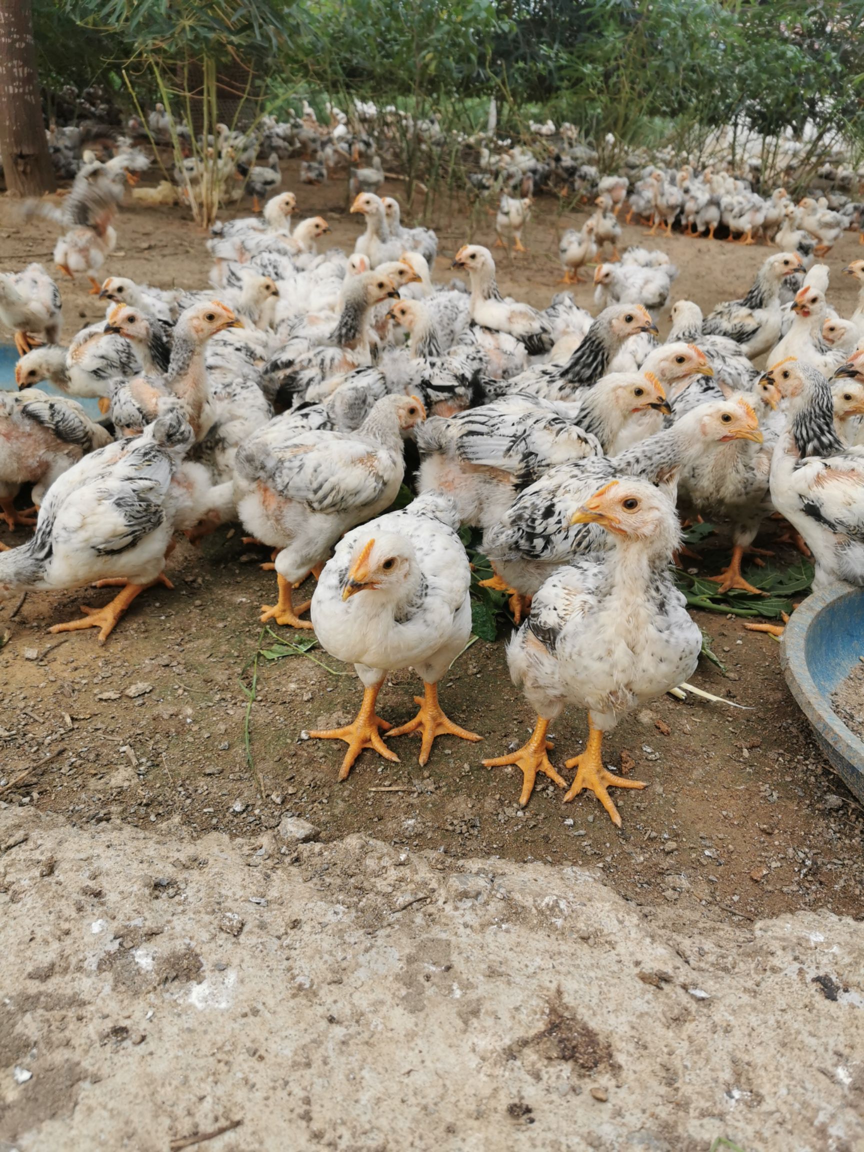 芦花鸡 芦花阉鸡40天 均重1.5斤重鸡正常健康