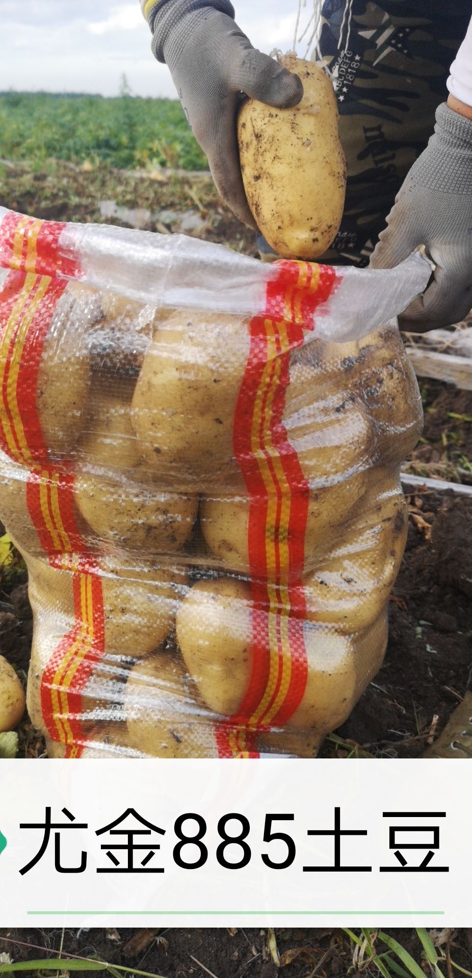 黑龙江牡丹江地区尤金885土豆市场认可的品种欢迎你来
