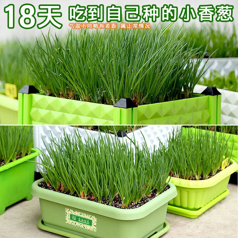 四季小香葱种子阳台室内花卉盆栽小葱香葱蔬菜种子四季可播种种籽