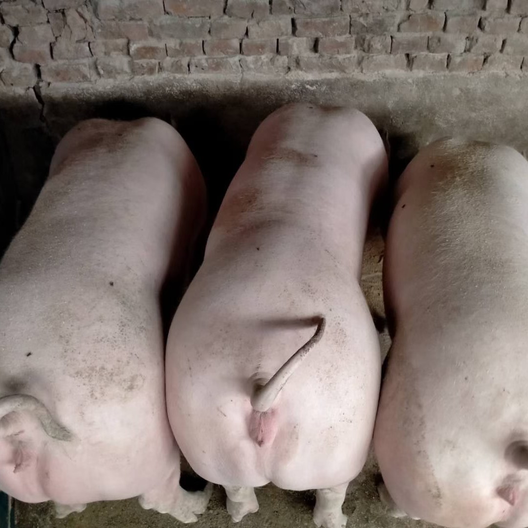 长白猪 东北三省出售后备母猪待产新加系列新美系列二元长白大白