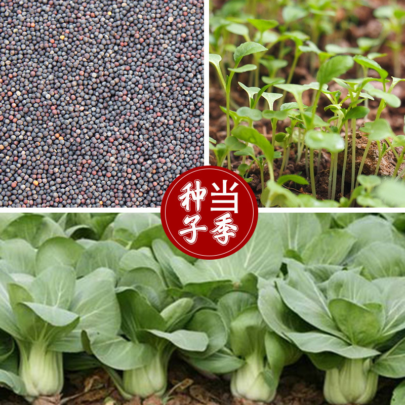 上海青种子 家庭菜园高产易种口感脆嫩耐寒长速快青菜籽蔬菜种子