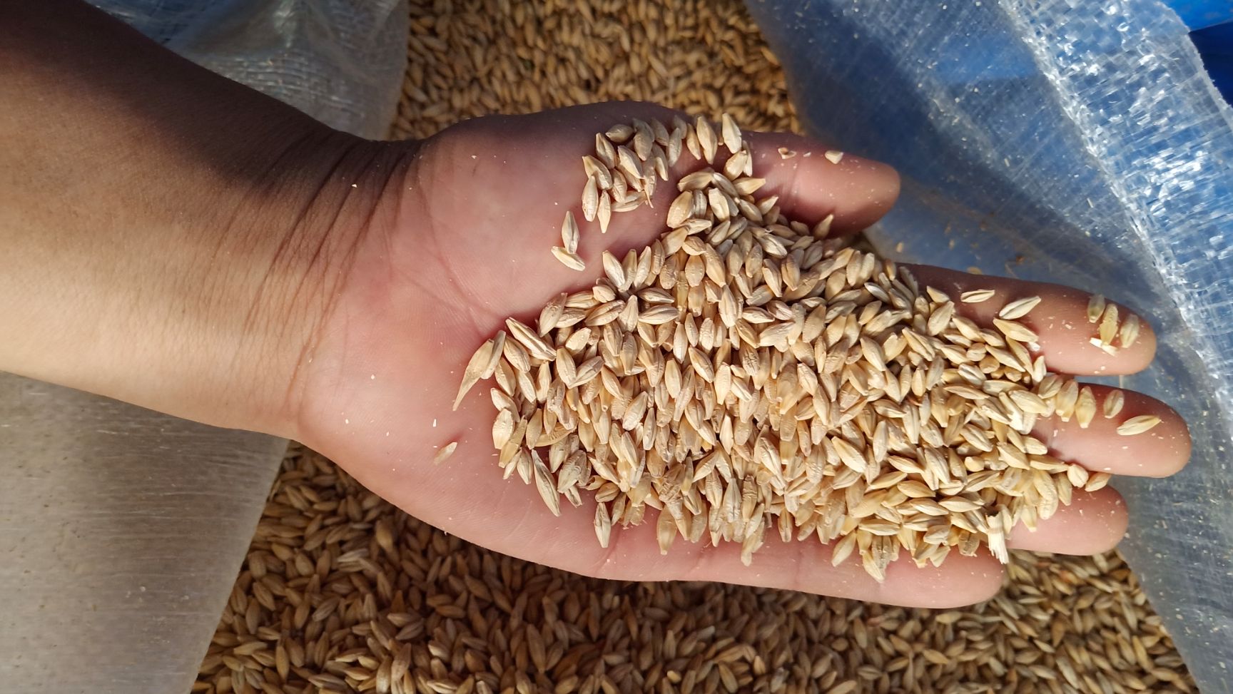 大麦种子,专门做大麦苗的