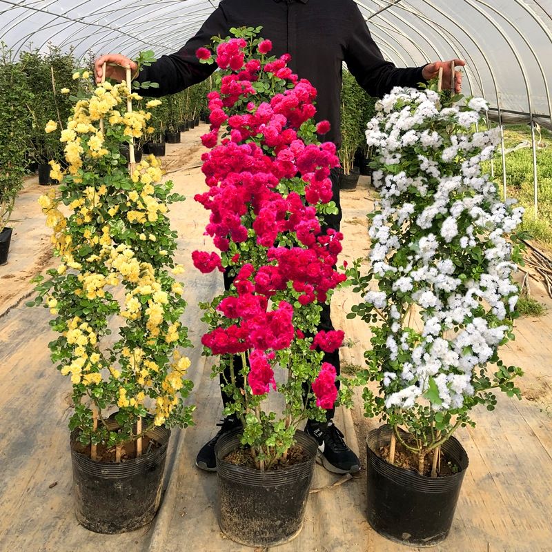 木香花苗浓香四季开花红木香耐寒庭院攀爬植物红花黄木香盆栽