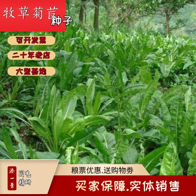 大叶菊苣种子四季牧草籽猪牛羊鸡鸭鹅兔鱼菊苣净籽包邮