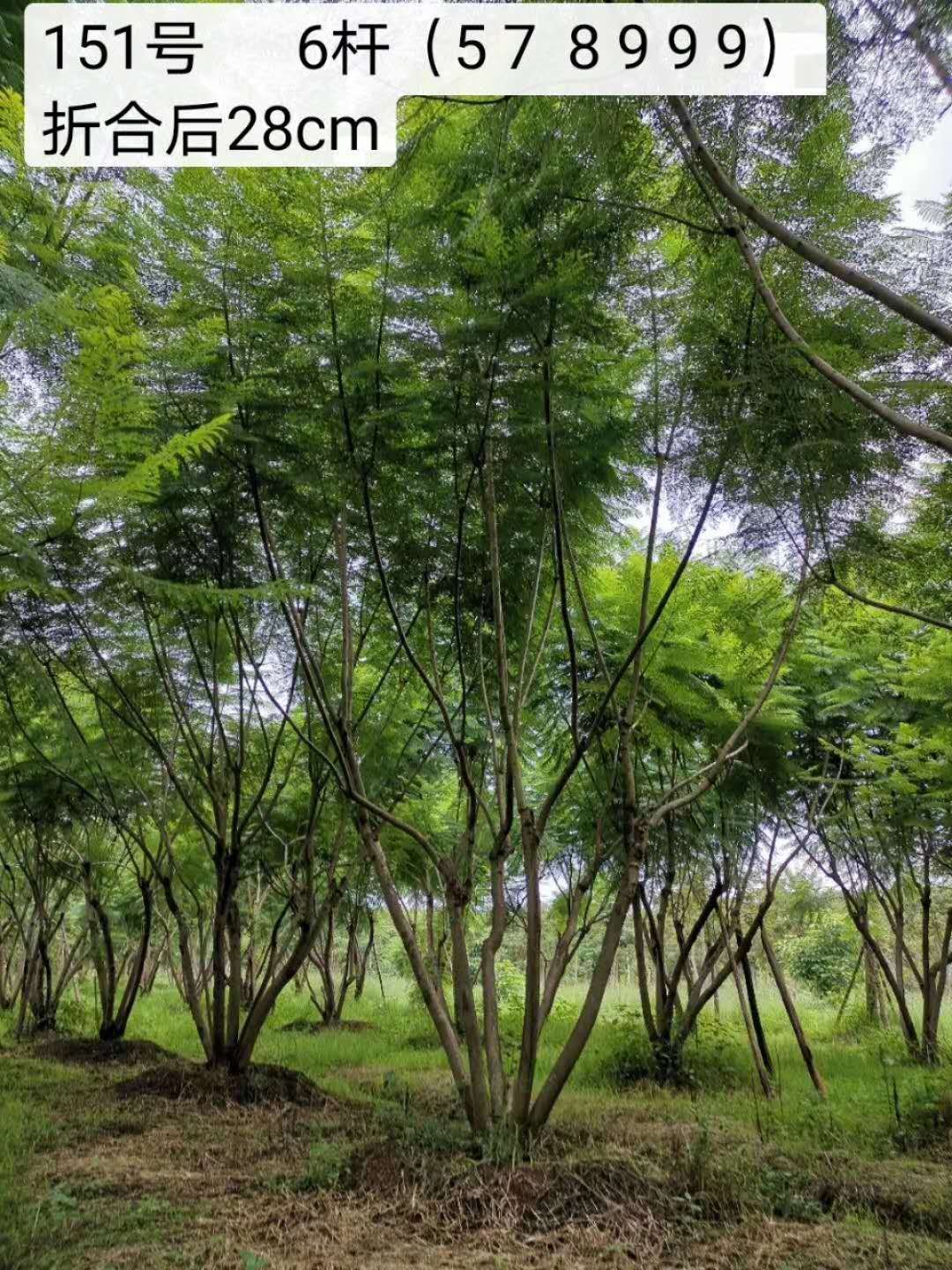 [丛生蓝花楹批发] 丛生蓝花楹(非拼栽) 精品丛生 丛生