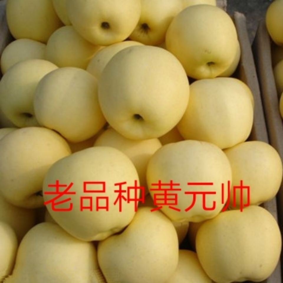 甘肃黄元帅苹果香蕉苹果香甜爽口