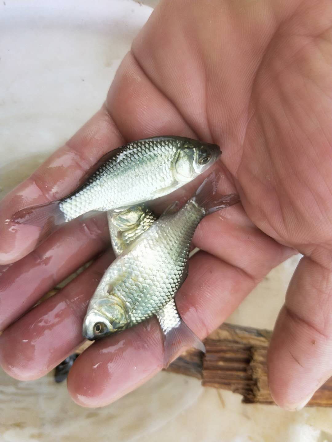 如草鱼 鲫鱼 鲤鱼 花白鲢鱼苗以及中高档鱼苗 胭脂 岩鲤 石扁头青龙