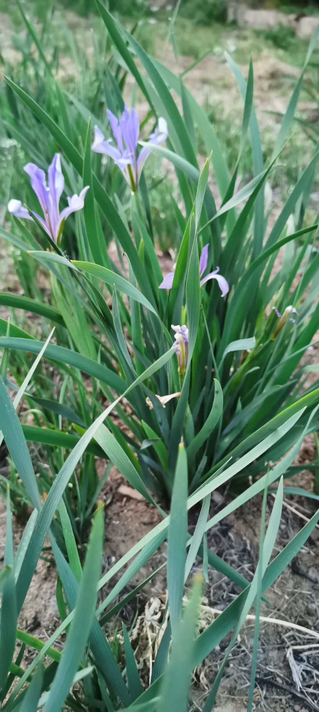 马蔺苗 马兰花 基地直销