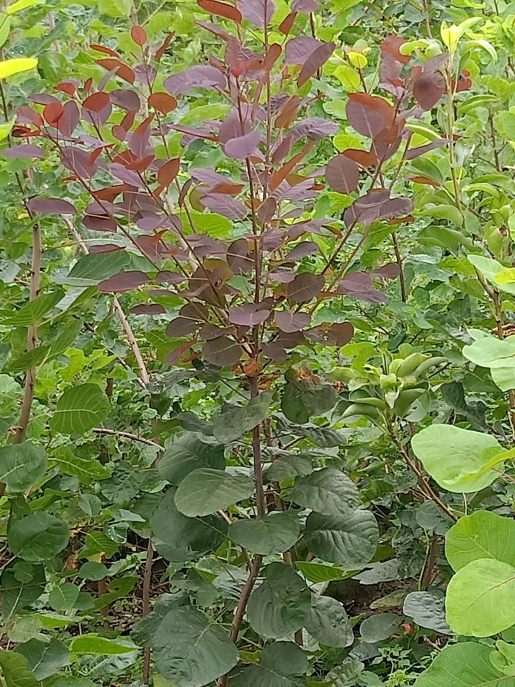 普通黄栌 大量黄栌树苗热卖中,这几天又长高了