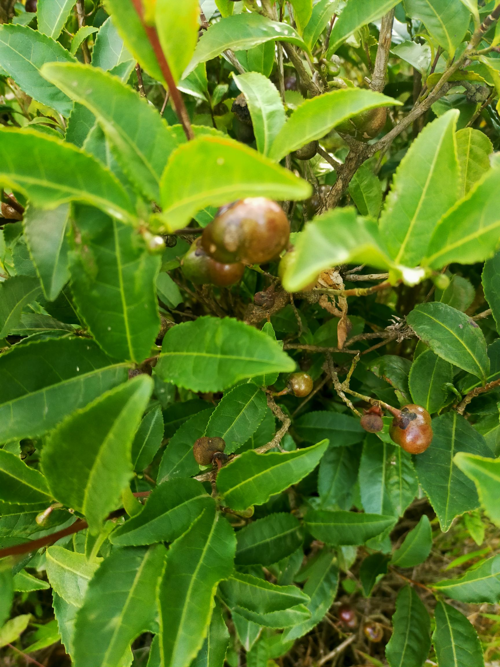 绿茶树苗 茶苗绿茶苗油茶茶树茶叶茶果油茶树 12.00 元/株