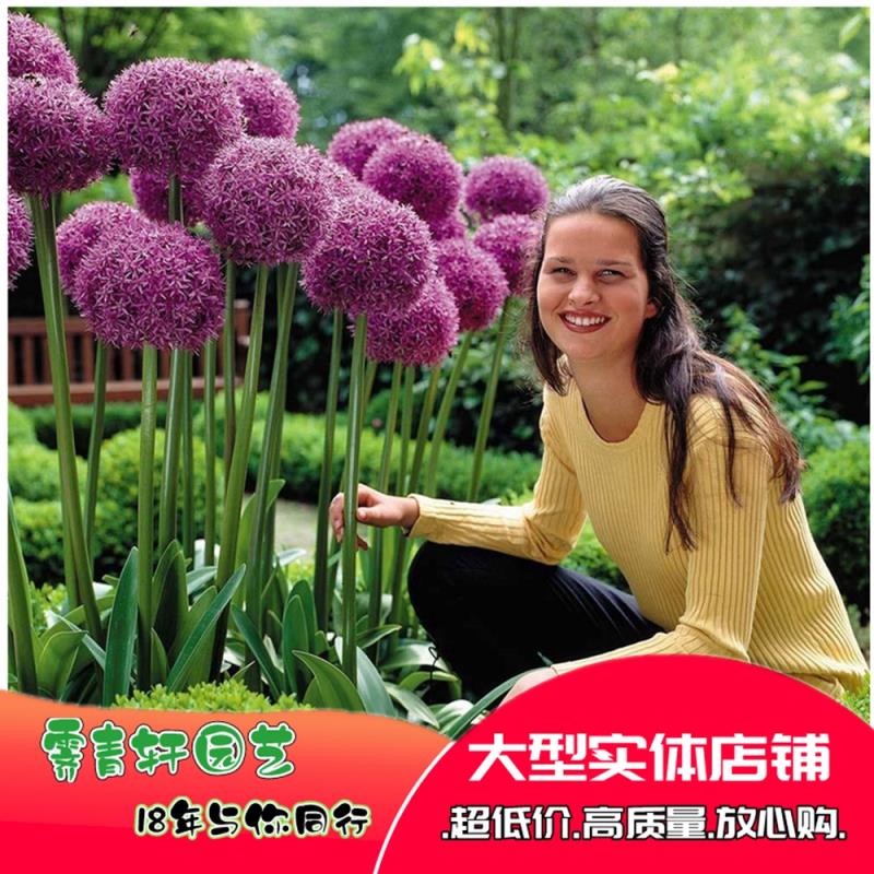 大花葱种子
