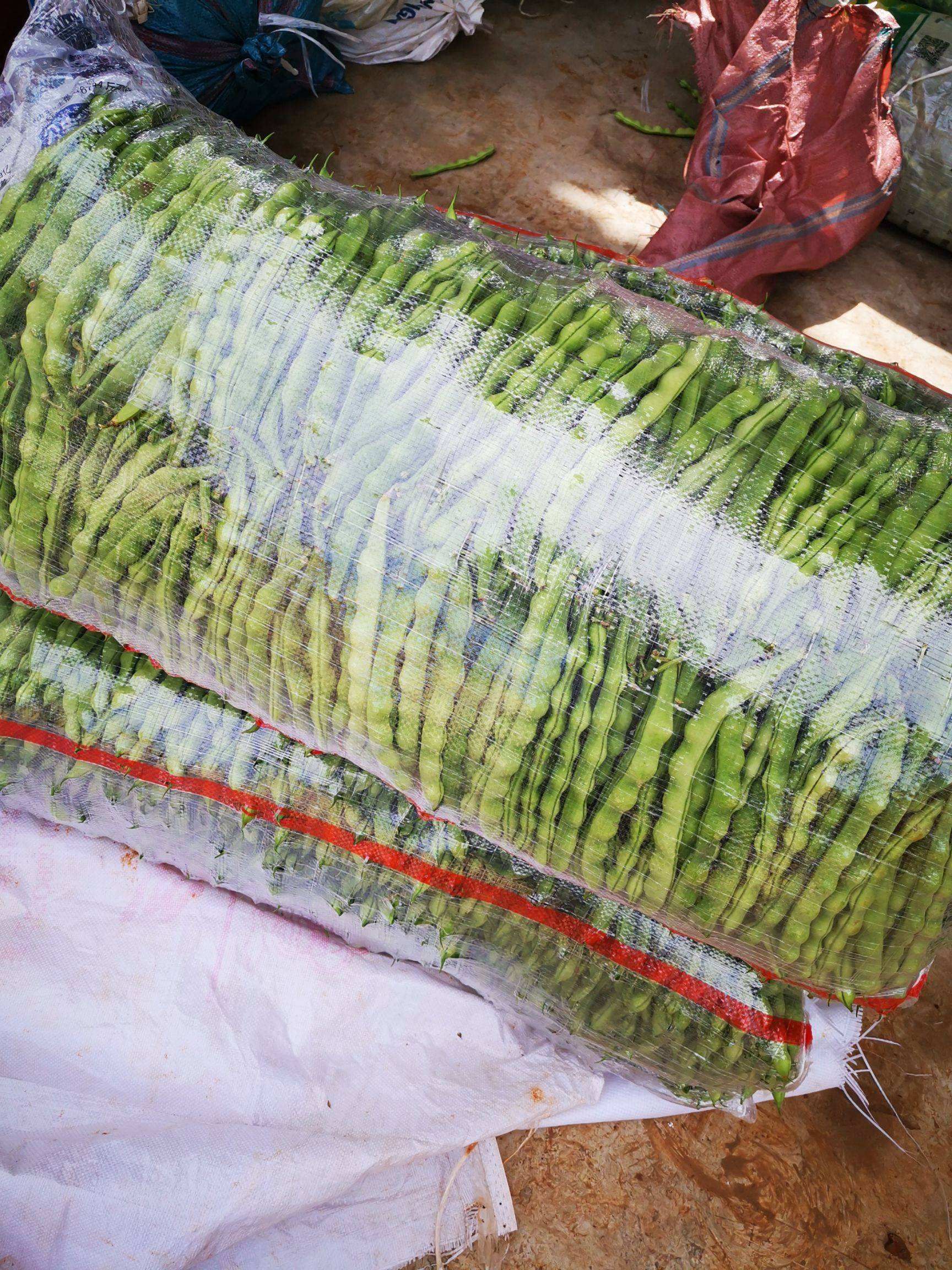 绿龙芸豆  弥勒市竹园棒豆