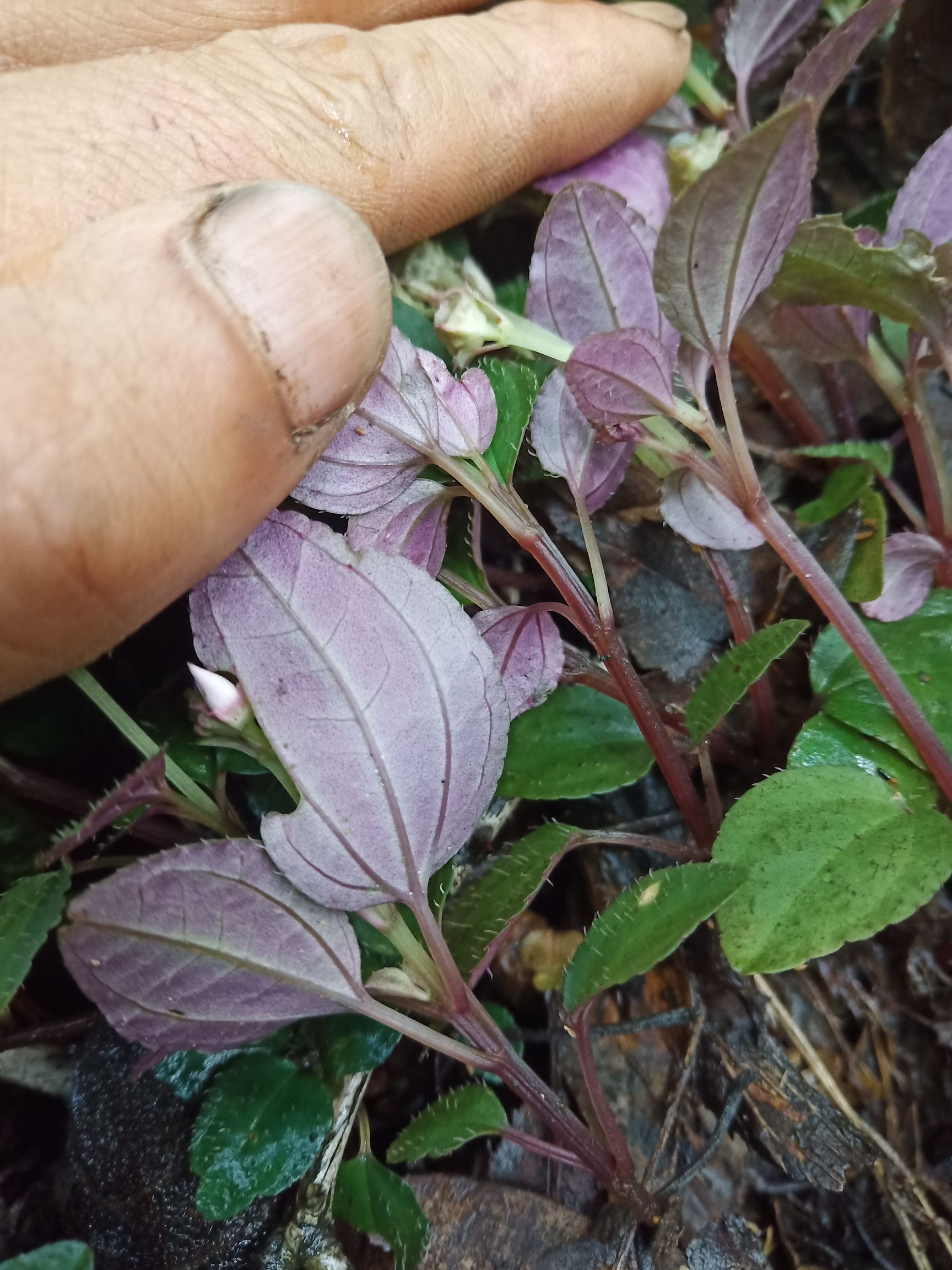 风鼓草,风柜斗草,风柜斗草,肉穗草,槠头红