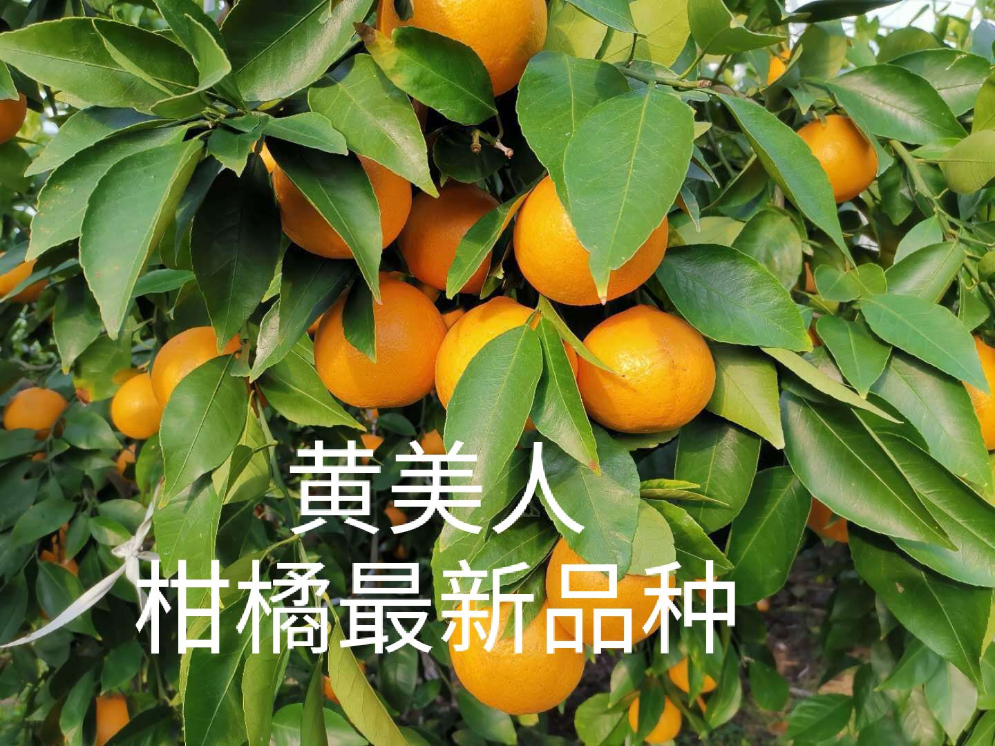 黄美人柑橘苗,柑桔新品种,黄美人,爱嫒68号柑橘苗.