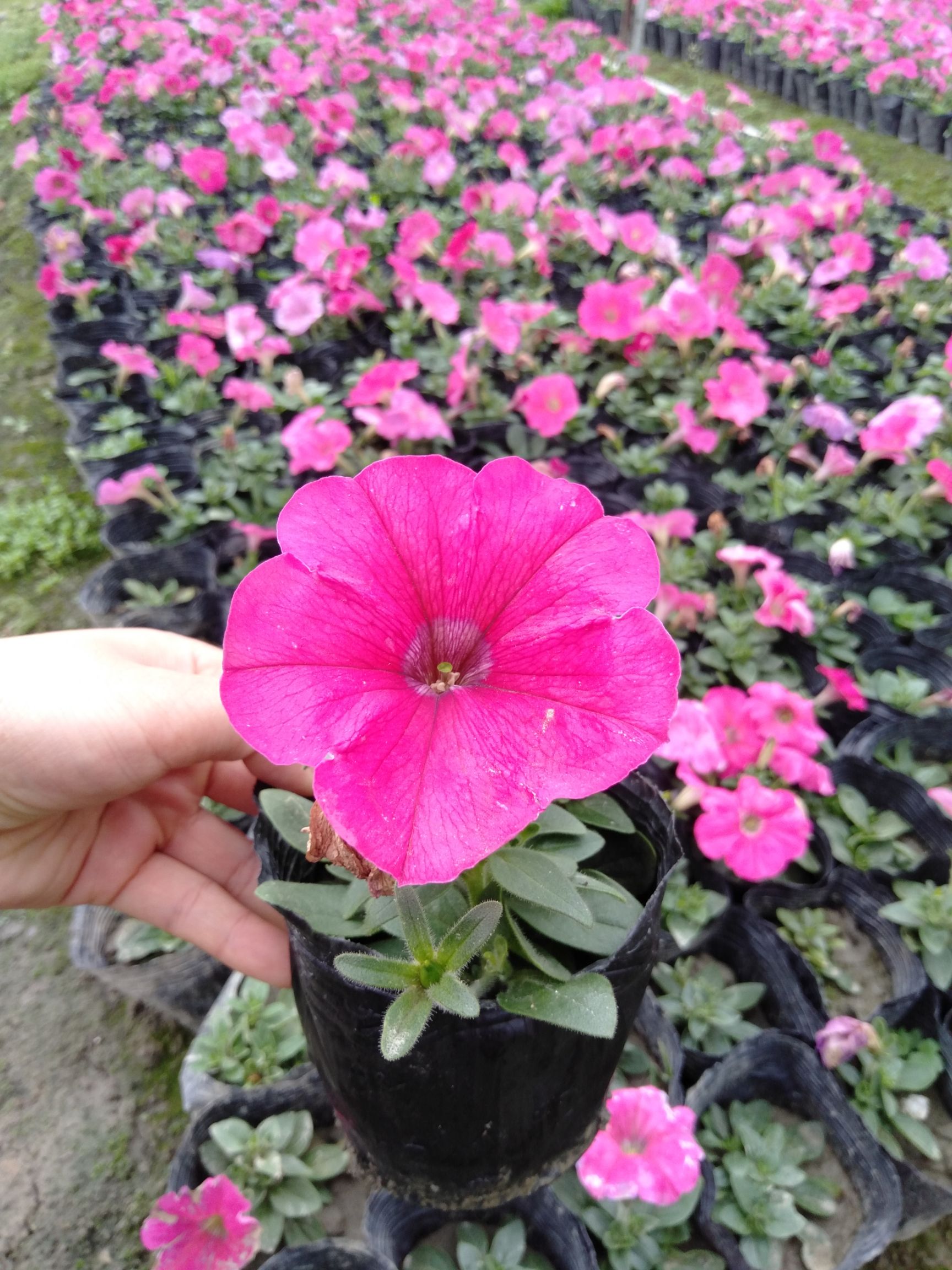 牵牛花,矮牵牛花小杯苗,矮牵牛种植基地直销