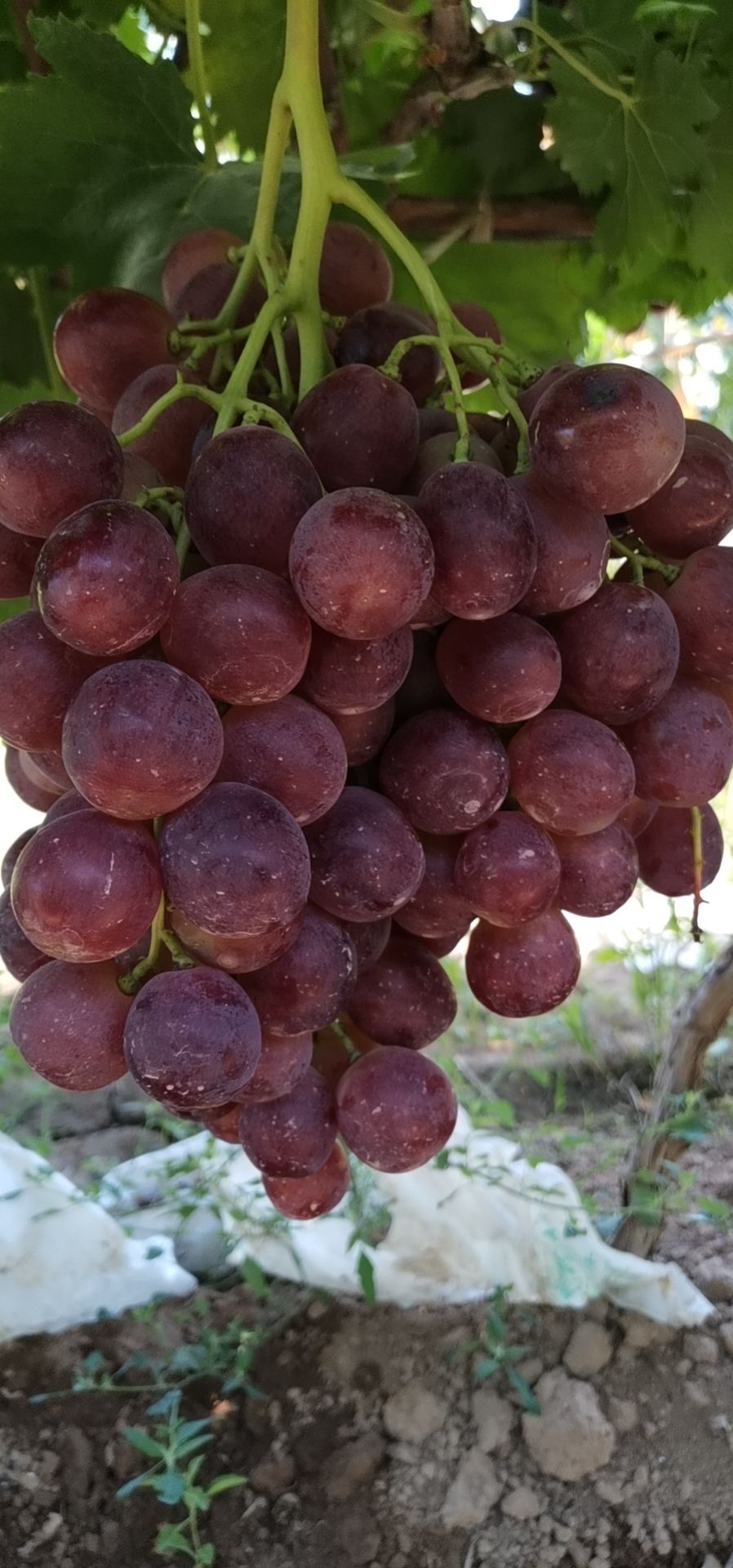新郁葡萄 优质葡萄