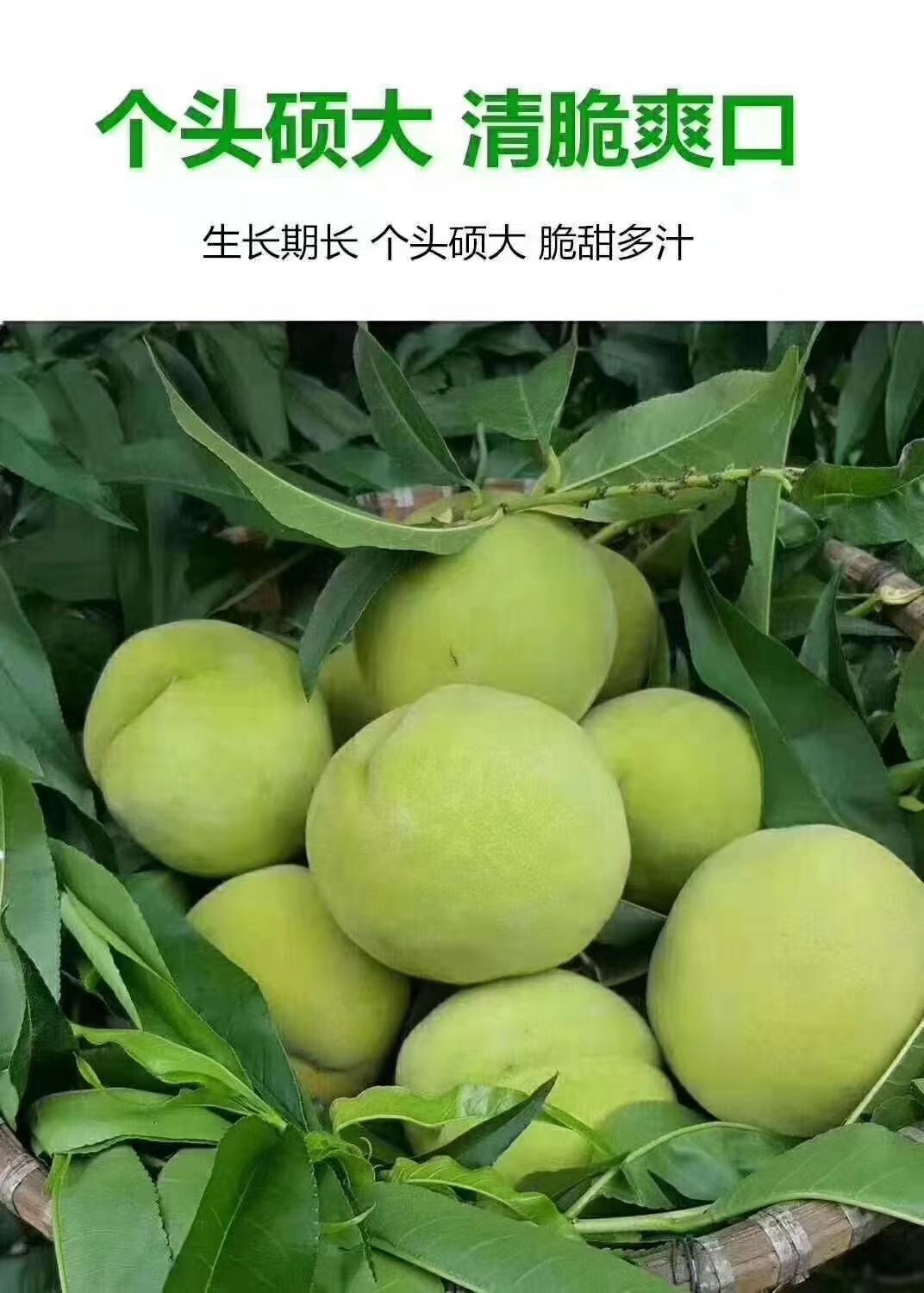 青桃50mm以上 5两以上