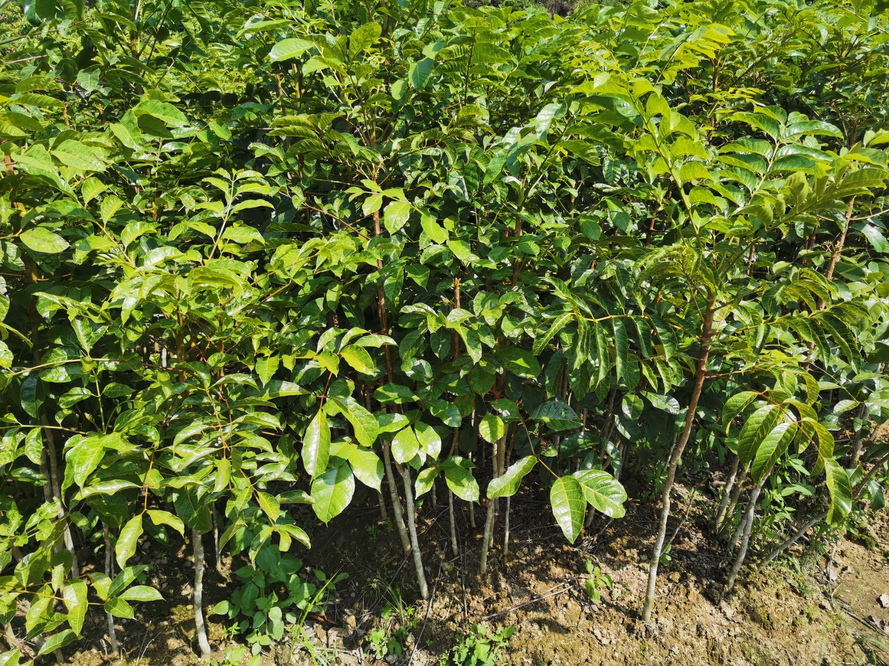 黑橄榄苗 黑橄榄