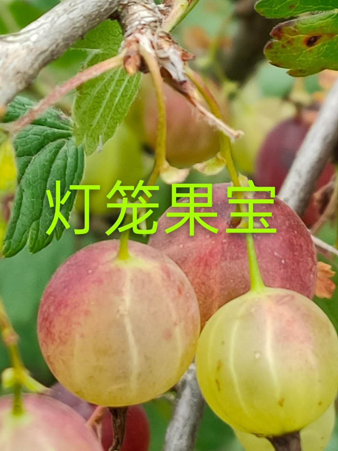 [灯笼果苗批发]灯笼果苗,灯笼果价格1元/棵 - 惠农网