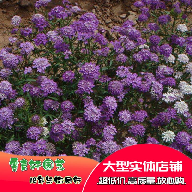 屈曲花种子