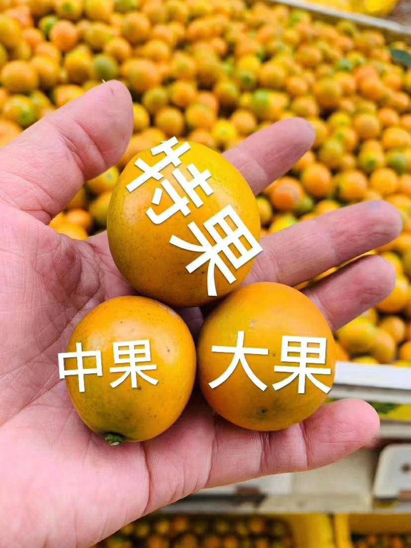 脆蜜金桔 正宗融安脆密金柑(脆密金桔),皮薄汁多清甜爽口支持一件代发