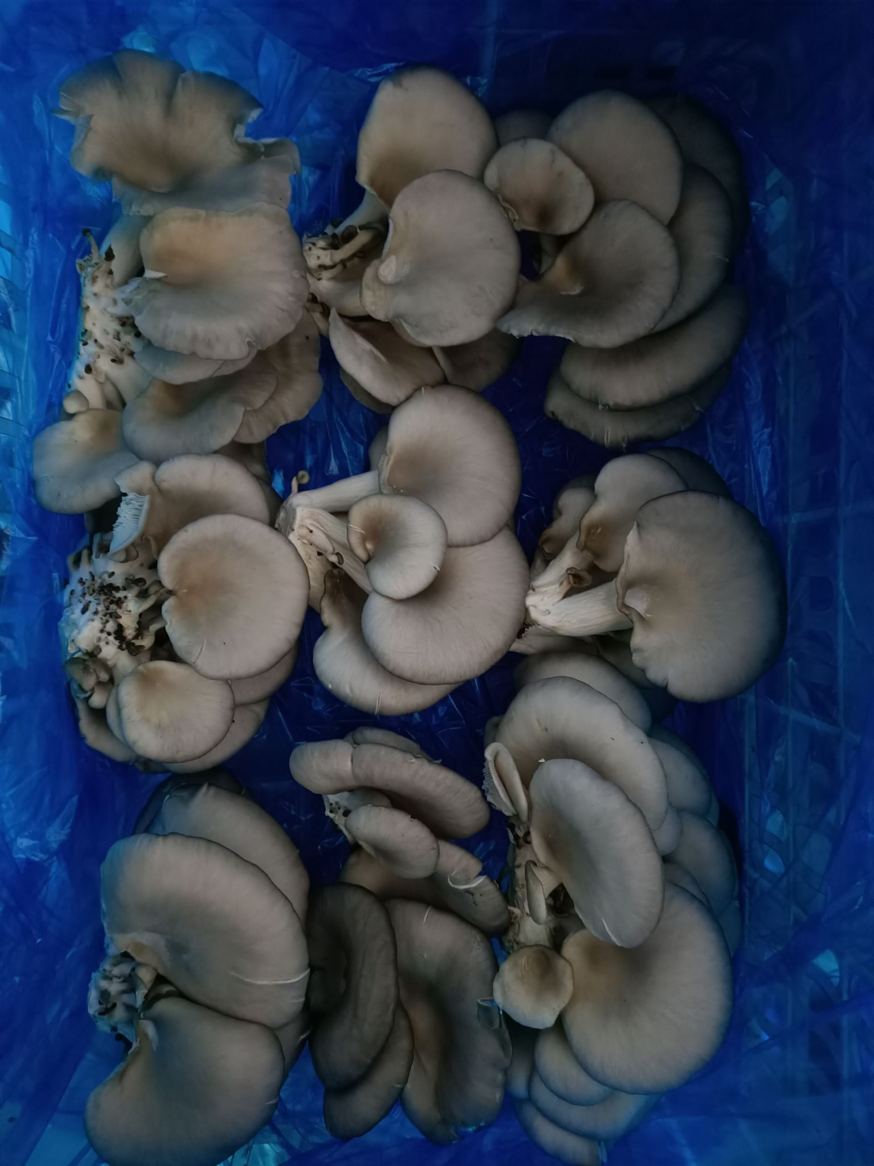 鲜平菇 精品蘑菇,头茬,小平菇