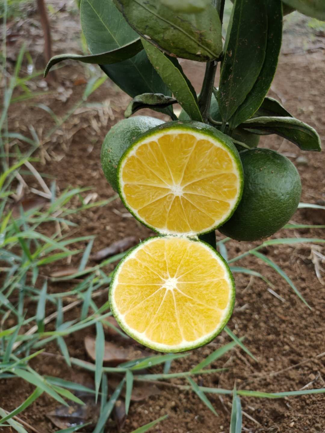 青柑 青皮蜜柑