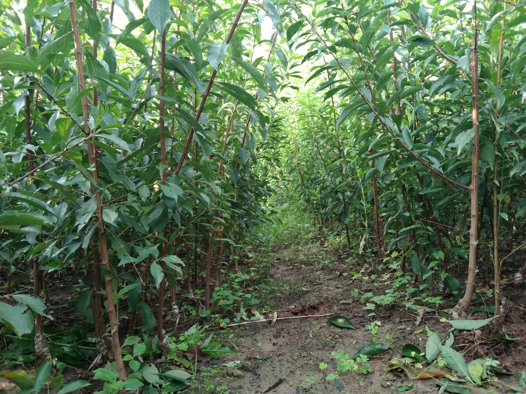 青脆李苗 清脆李苗 嫁接青脆李树苗 基地现挖 品种纯正 包邮包品种