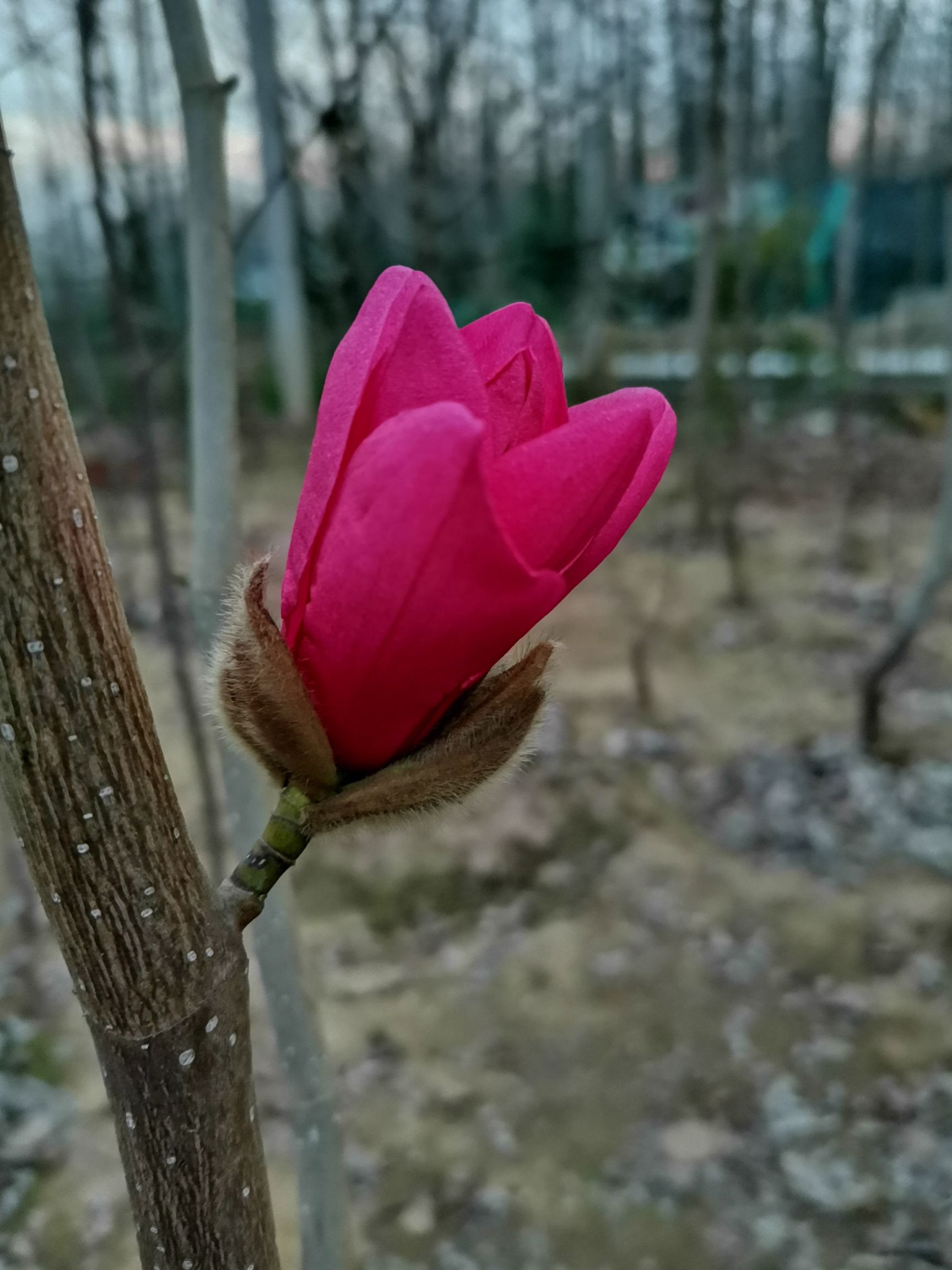 娇红一号红花玉兰 里外全红的玉兰花