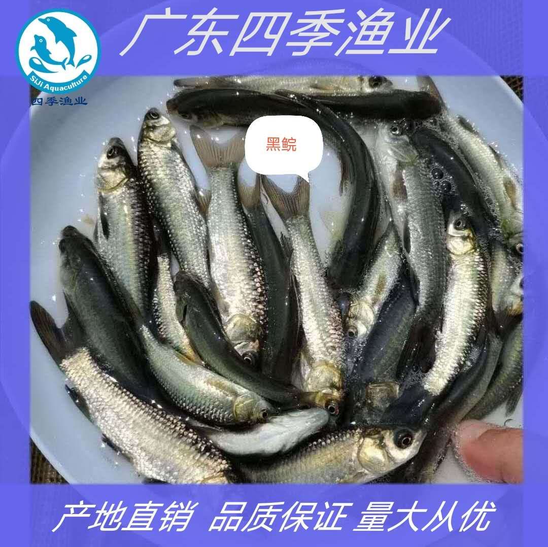 黑鲩鱼苗,青鱼苗,品种优良,产地直销 全国发货! 0.80 元/尾