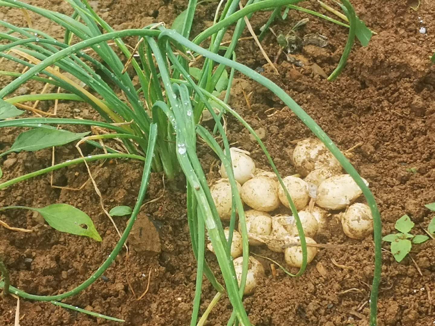 蒜 四十吨小蒜(薤白)便宜出售