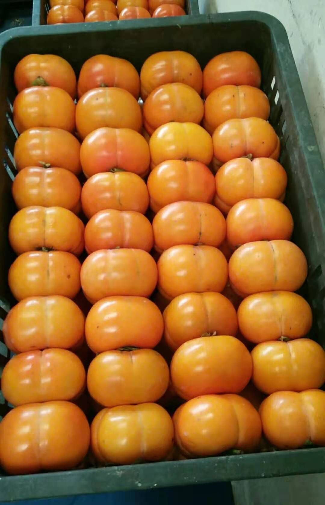 供应大厅  水果 柿子