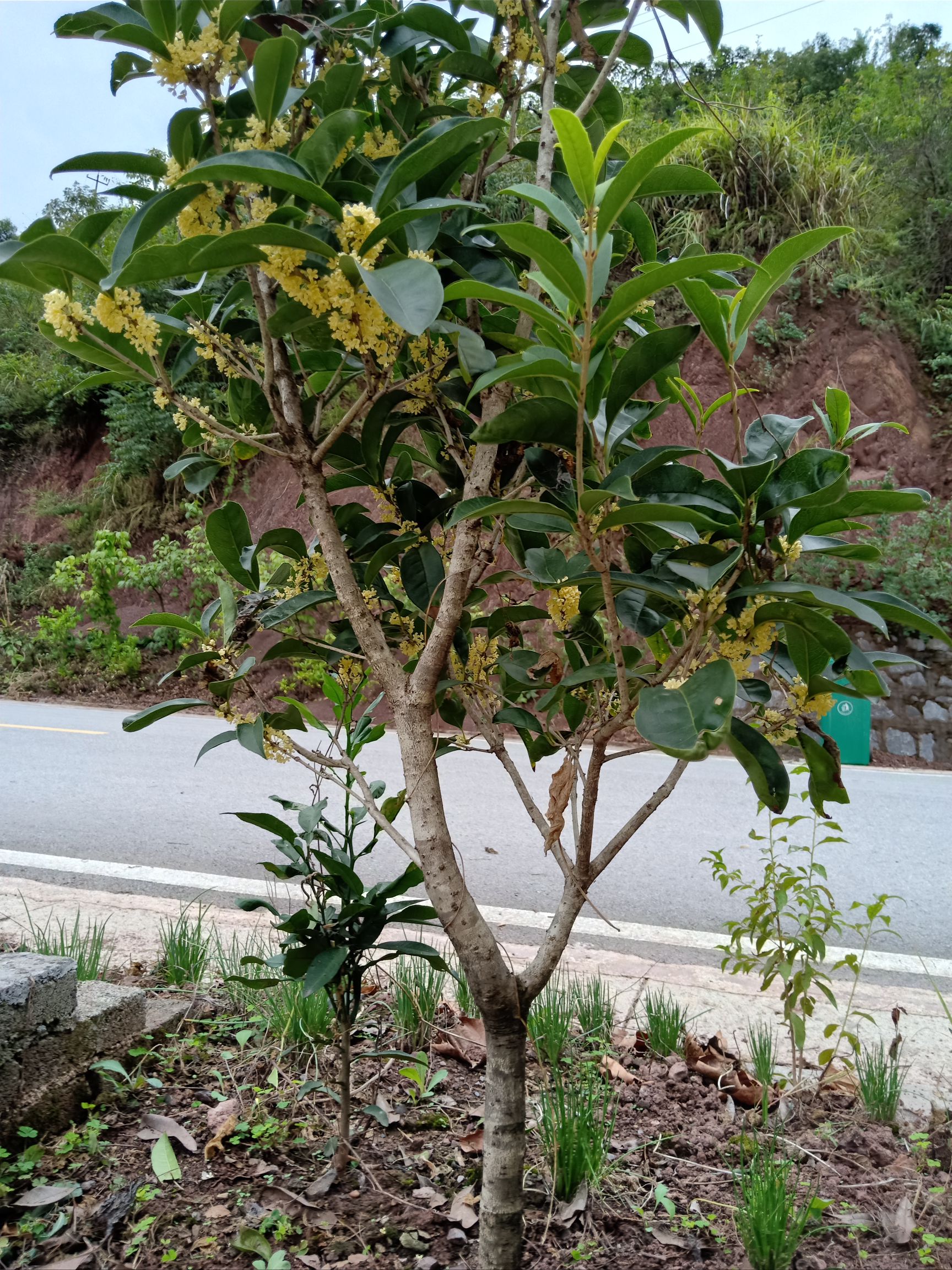 桂花树,黄金桂花树,八月桂,花期长,香味浓郁,花粉量大.