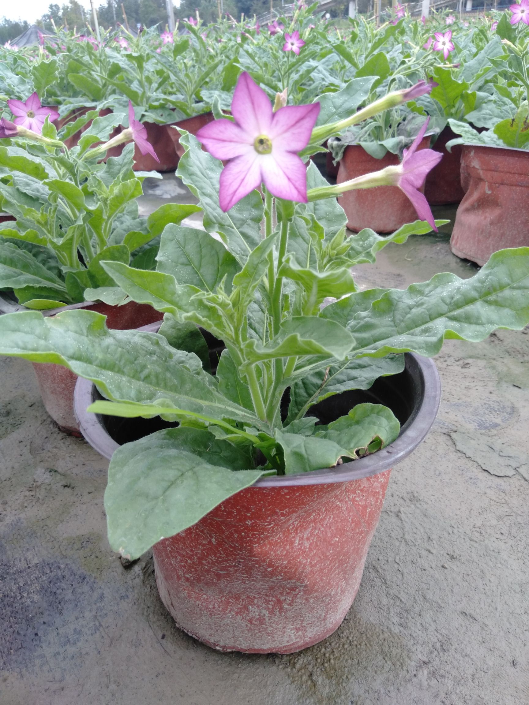 草花花烟草双色杯花烟草花烟草杯苗