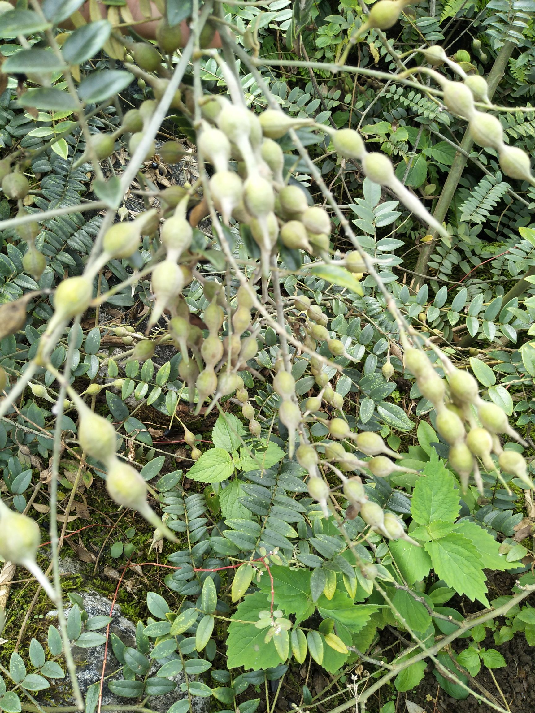 山豆根苗 生山豆根