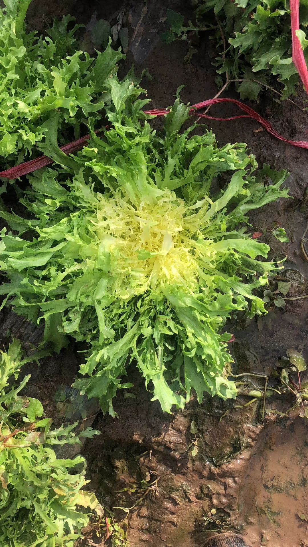 苦苣种子 黄心小叶细叶苦苣 碎叶苦菊 籽春夏秋四季播沙拉蔬菜种孑