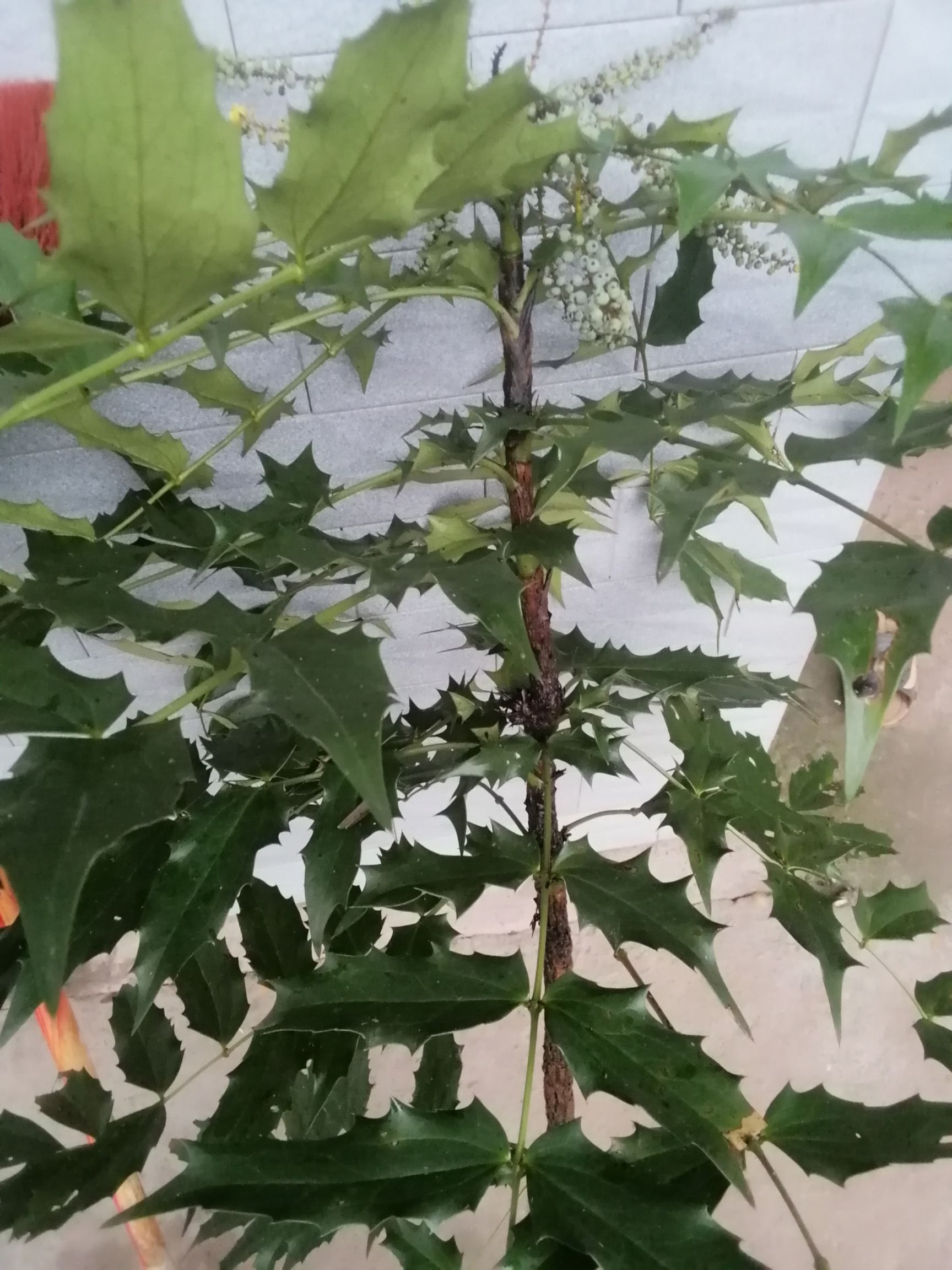 刺黄连.刺黄连