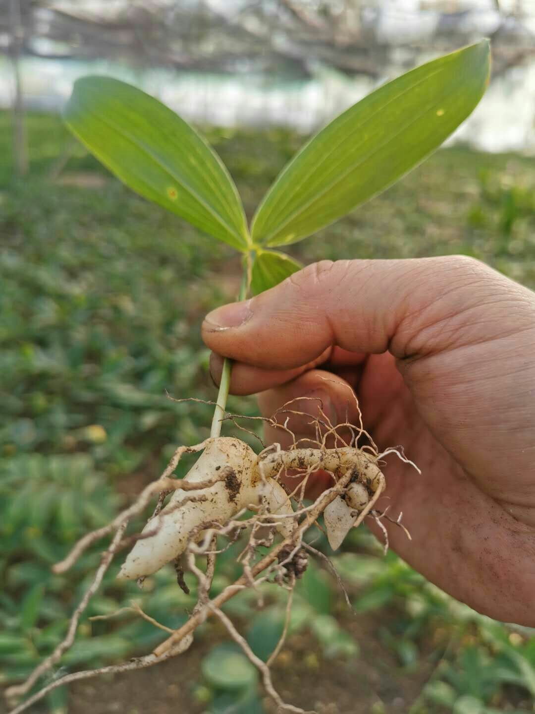 生黄精种苗,鸡头黄精种苗.