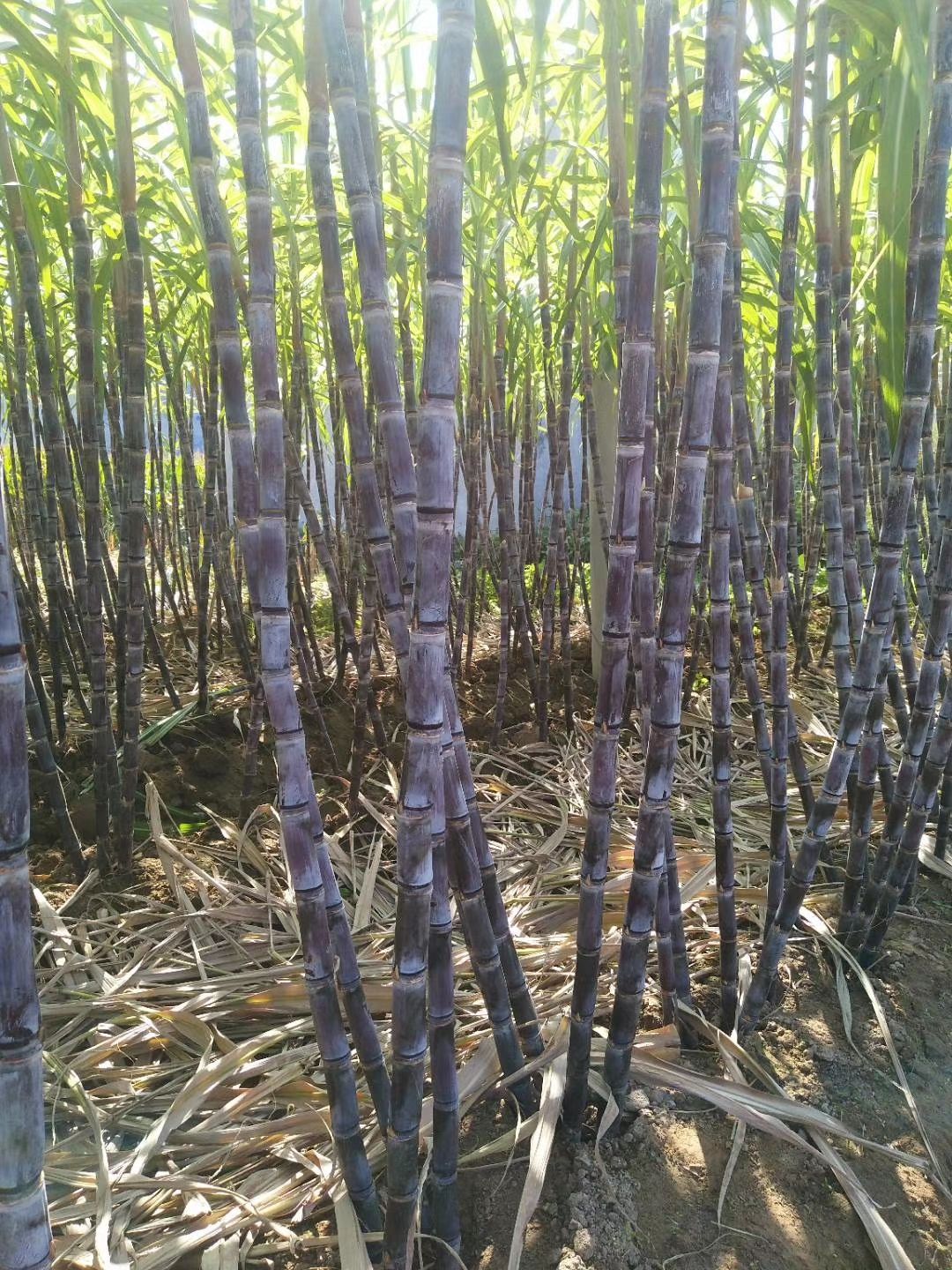 黑皮甘蔗 黑皮果蔗,口感酥脆香甜多汁,大量出货!一手货源!