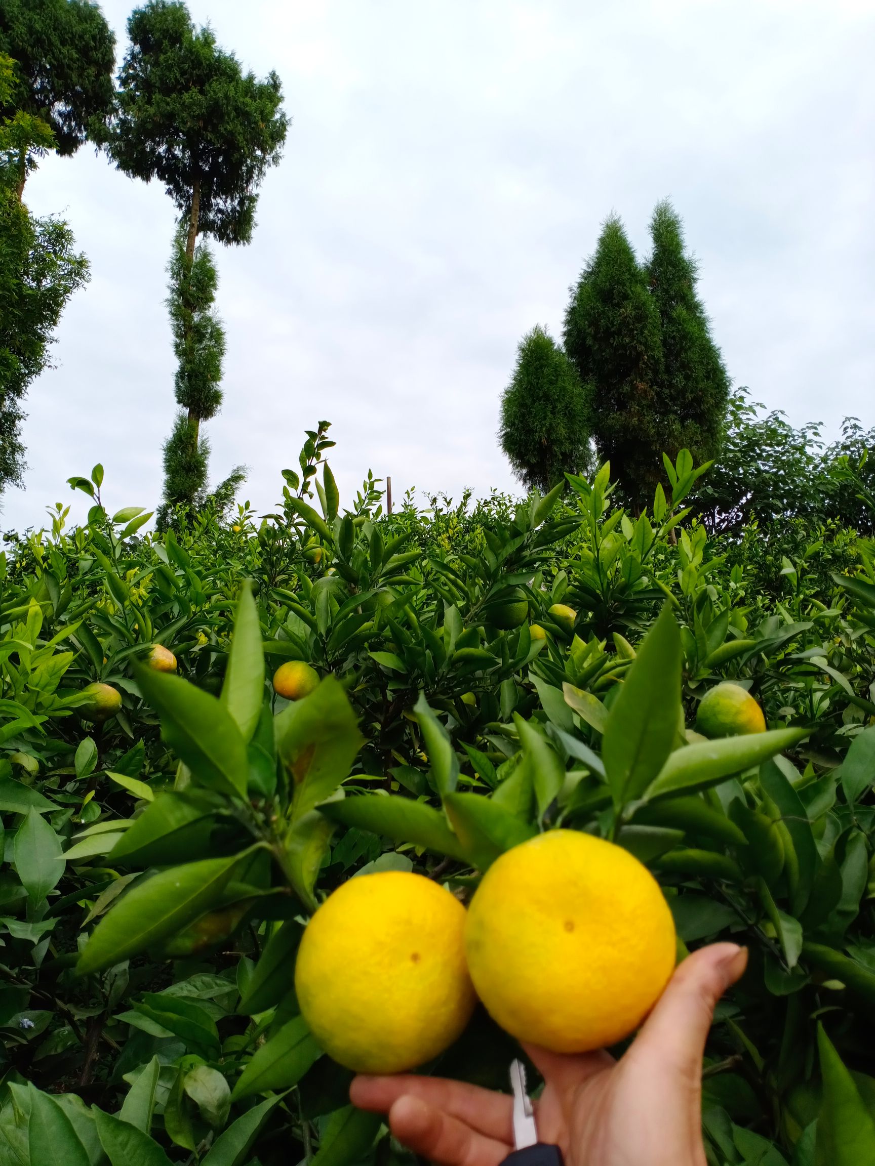 [特早蜜桔 资阳佛山橘海,皮靓,味甜]场地直供,量大从优,品质保证,欢迎