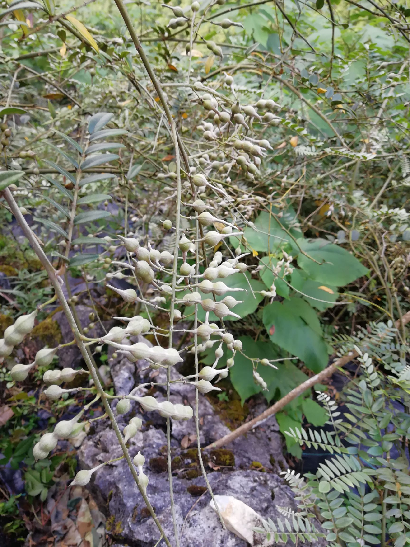 山豆根苗 名贵中药材山豆根种子