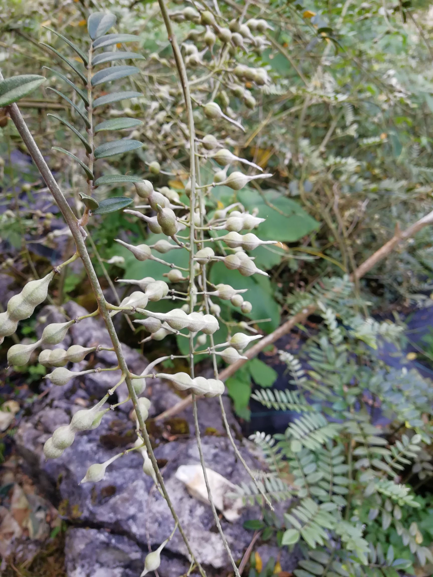 山豆根苗 名贵中药材山豆根种子