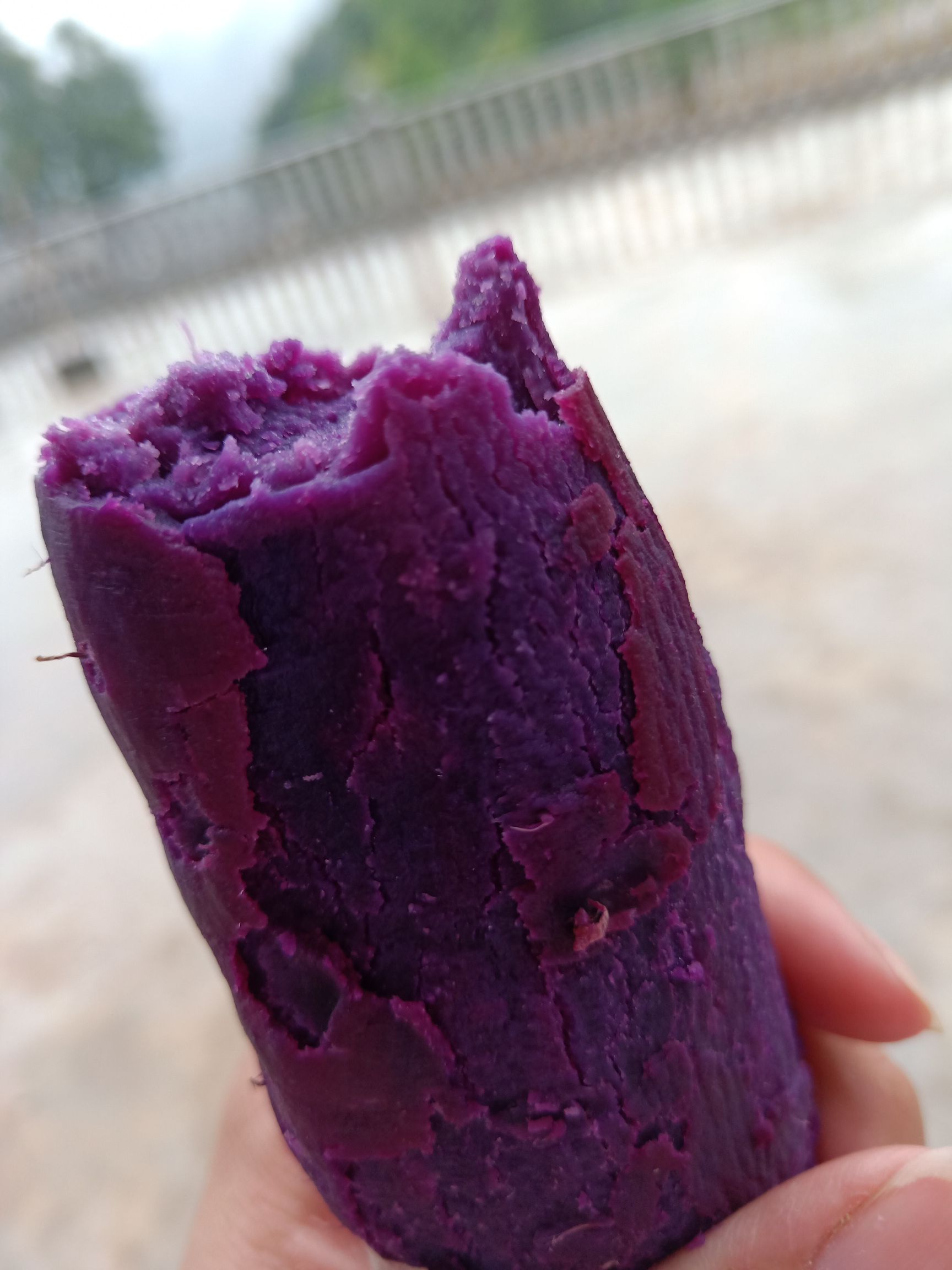 大量供应紫薯