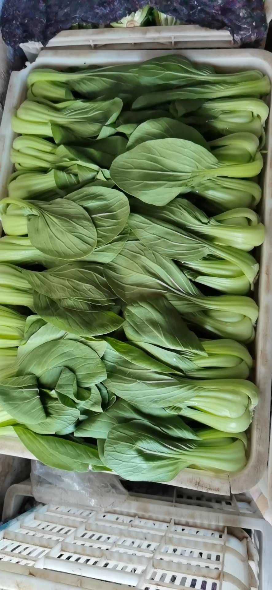 上海青小油菜