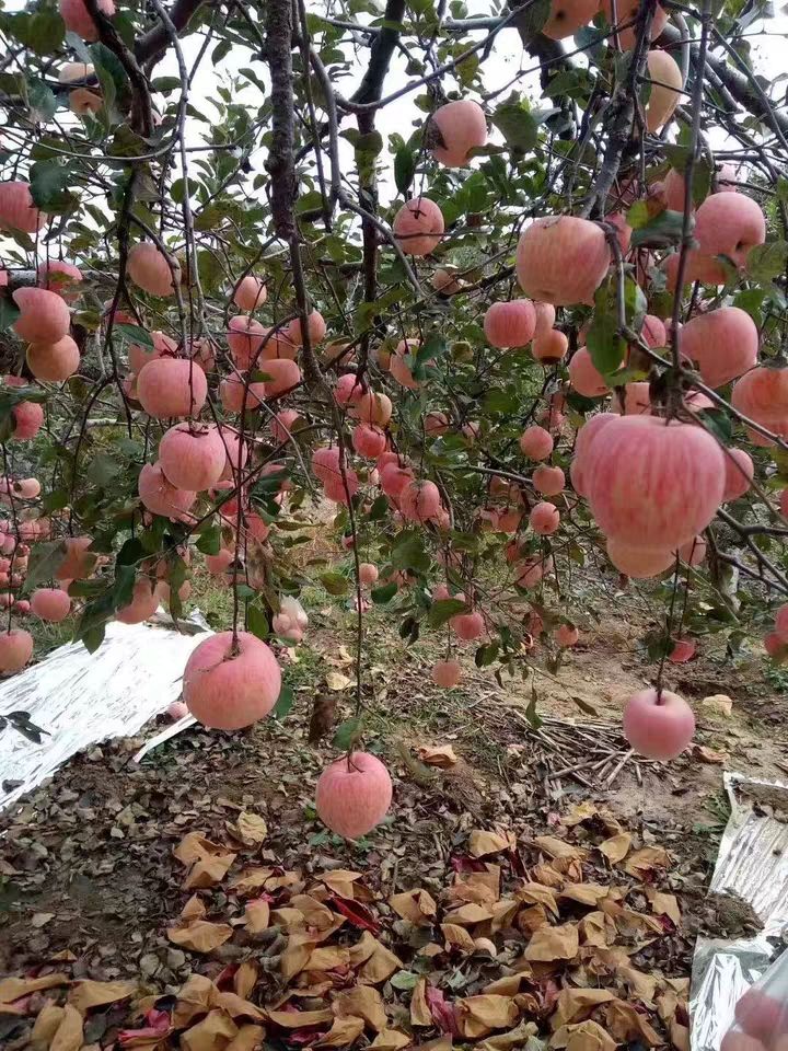 山东新鲜红富士苹果.果园采摘.处理冷库苹果口感好.价格便宜.