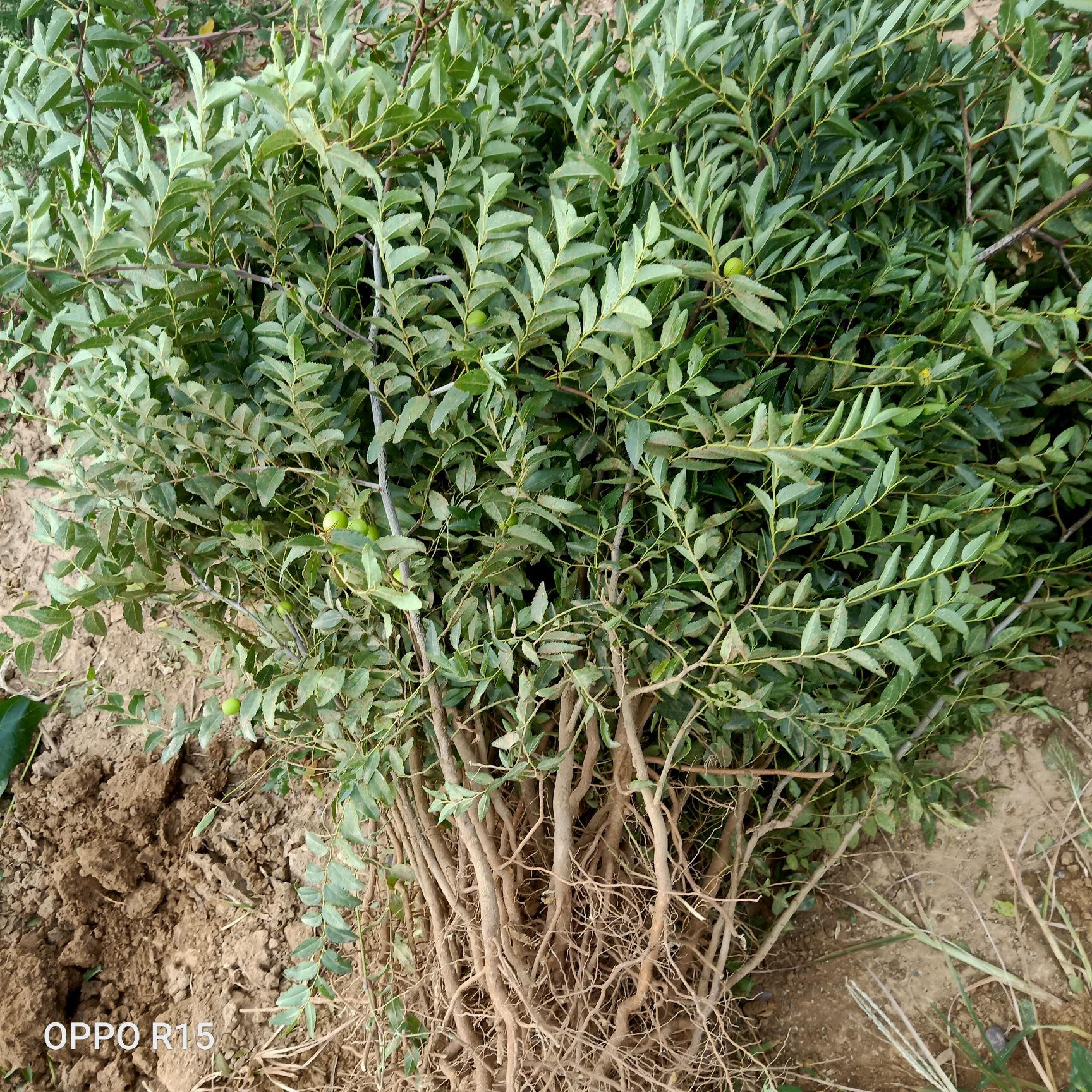 供应药用酸枣苗一年酸枣苗山西基地直销