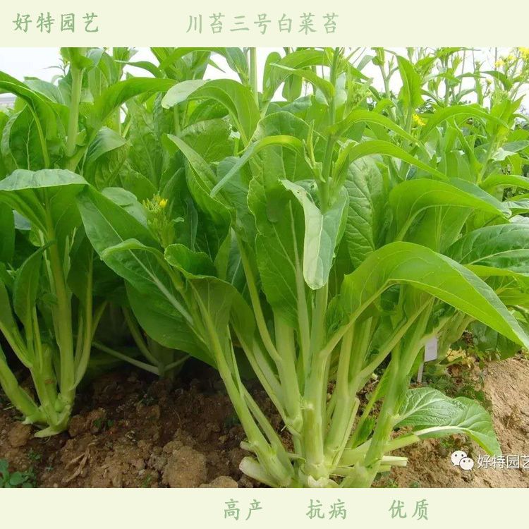 白菜苔种子 耐寒苔粗采收期长菜苔种子 川苔三号抗病中晚熟